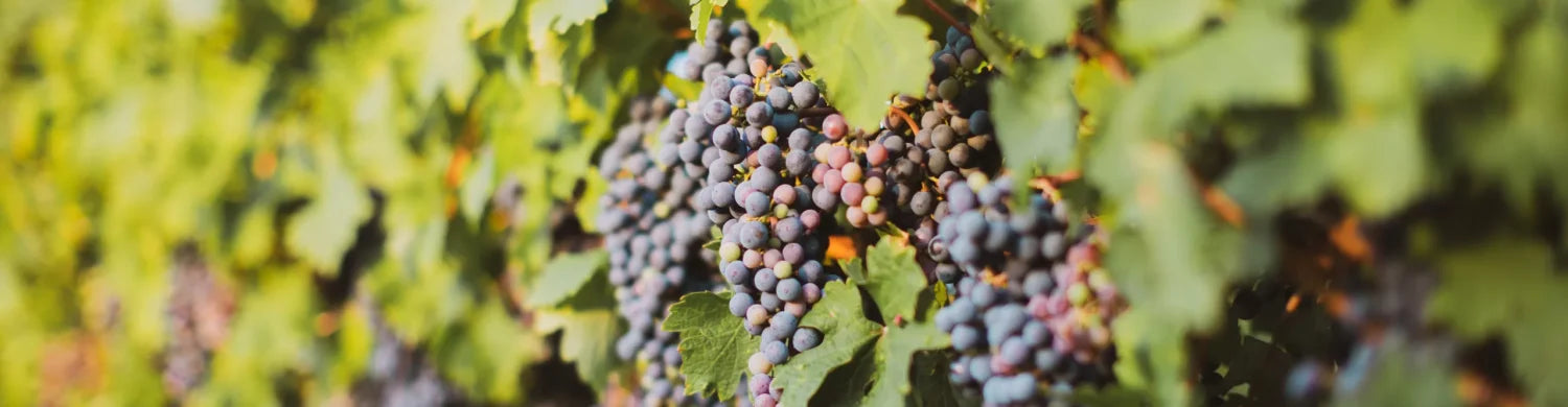 bunches of grapes on a vine in a vineyeard